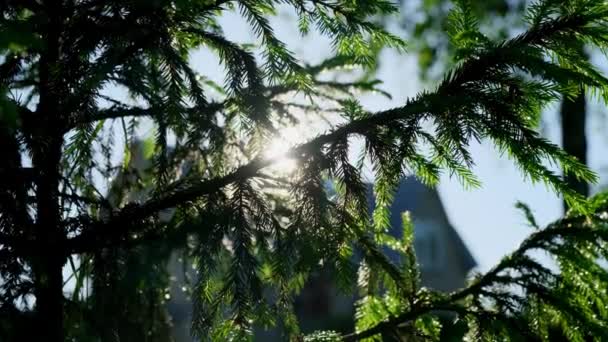 Panoramique à travers des arbres forestiers ensoleillés avec des rayons de soleil. Gros plan — Video