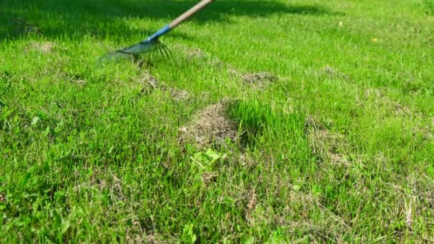 Suchá tráva hrábě na zeleném trávníku zavřít Léto — Stock video