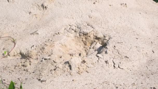 Man digging clay soil with shovel on sunny day close up. Hard work concept. — Stock Video