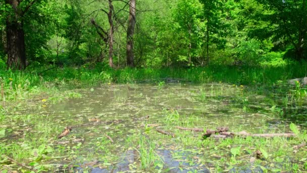 Woda spate wśród drzew Letni Słoneczny Dzień — Wideo stockowe