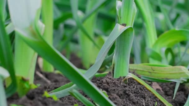 Brotes de ajo jóvenes en el jardín. De cerca.. — Vídeos de Stock