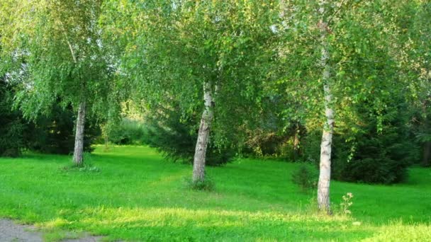 夏の晴れた日に緑の芝生の白樺の木 — ストック動画