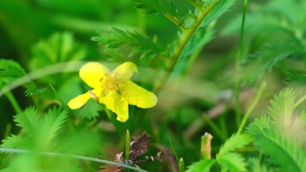 Malé včely se žlutými květy na pozadí zelených listů — Stock video