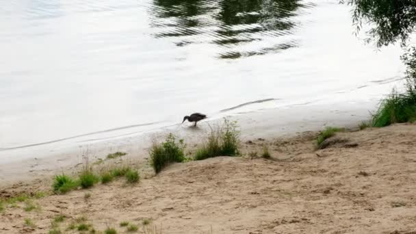 Un pato camina en la orilla de un lago de la ciudad en el verano. — Vídeos de Stock