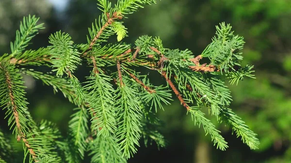 Beautiful green natural spruce branch close up — Stock Photo, Image