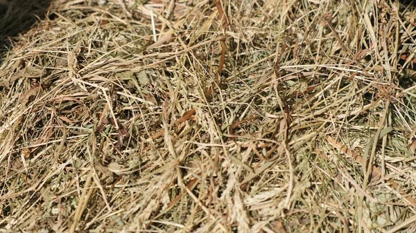 El primer plano del heno en la granja El pajar Hierba seca —  Fotos de Stock