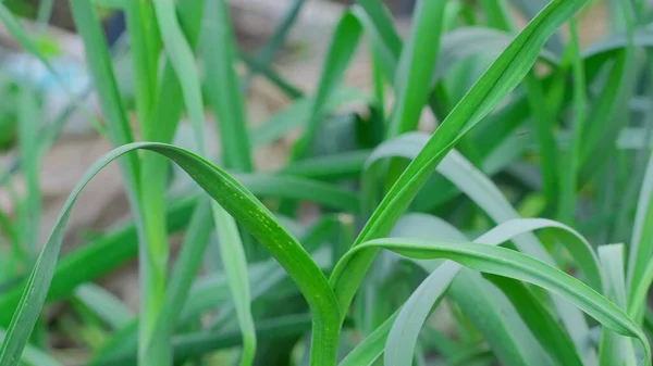 Jeunes pousses d'ail dans le jardin. Gros plan. — Photo