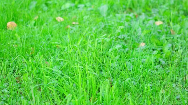 Grünes Rasenfeld aus nächster Nähe. Sommertagslicht — Stockfoto