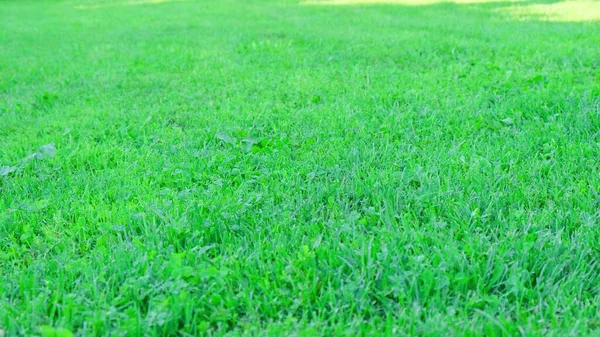 Bela vista do gramado de grama verde, Close up, — Fotografia de Stock