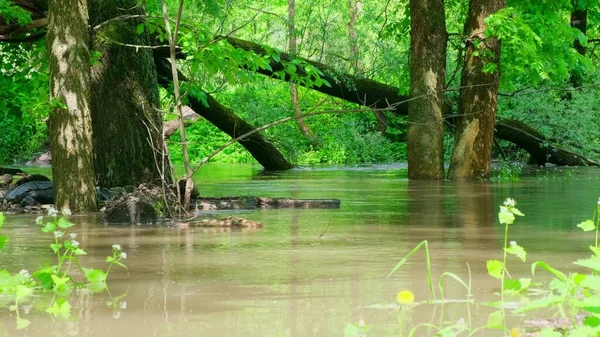 River in the forest , video clip footage — Stock Photo, Image