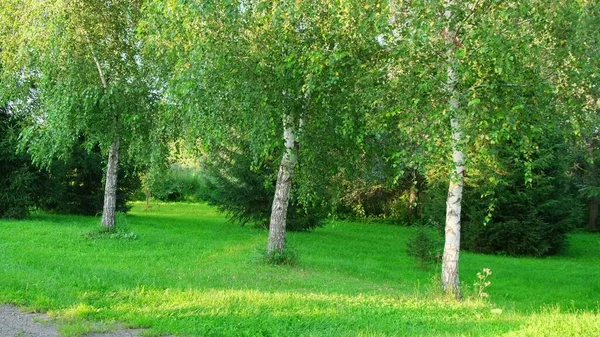 White birch trees with green grass at summer sunny sunset — Stock Photo, Image