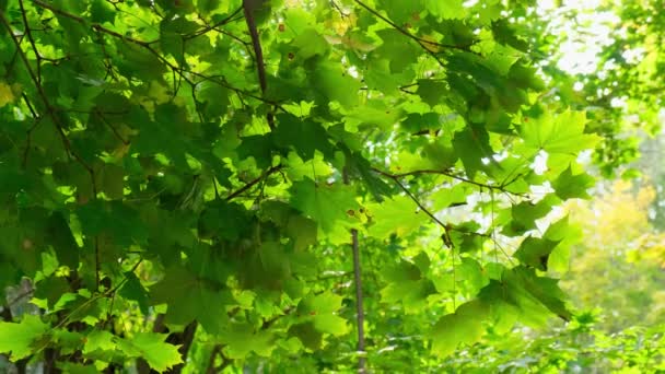Зелені дерева на тлі блакитного неба і сяючого сонця. Концепція природи для подорожей та відпочинку . — стокове відео