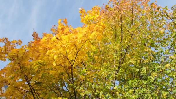 Arbre coloré en automne ensoleillé ciel bleu en arrière-plan. — Video