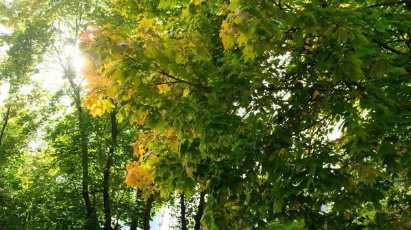 Floresta de outono com folhas laranja e amarelas brilhantes. Bosques densos em tempo de outono ensolarado. de perto — Fotografia de Stock