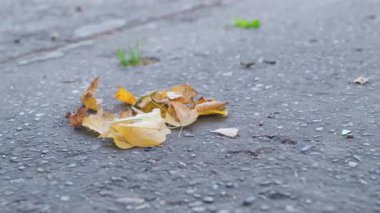 Sonbaharda Ginkgo Biloba ağacının parlak sarı yaprakları. Kapat.