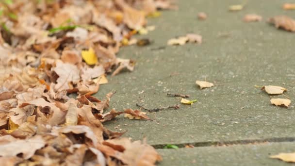 Jasně žluté listy stromu Ginkgo Biloba na podzim. zavřít — Stock video