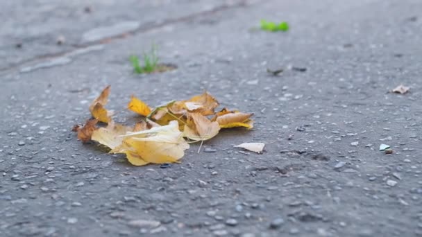 De ljusa gula bladen från Ginkgo Biloba-trädet på hösten. närbild — Stockvideo