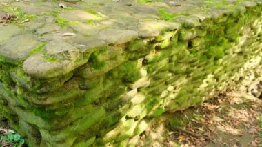 Yosun kaplı eski taş duvar. Kapat.