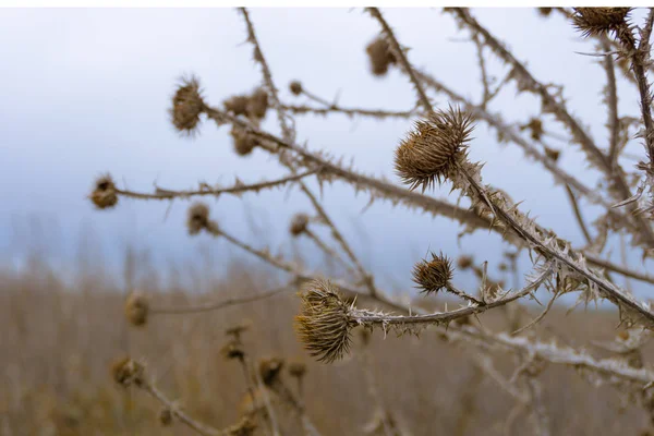 Dried plant on the background of the winter sky. Onopordum acanthium