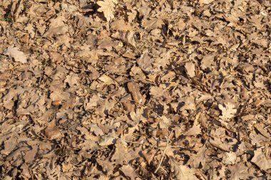 Meşe yaprakları düşmüş. Meşe yaprağı arka plan. te