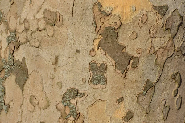 Close up image of mottled sycamore tree bark for background — Stock Photo, Image