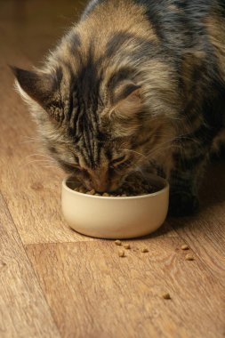 Güzel kabarık kedi bej bir kase yiyor. Dikey