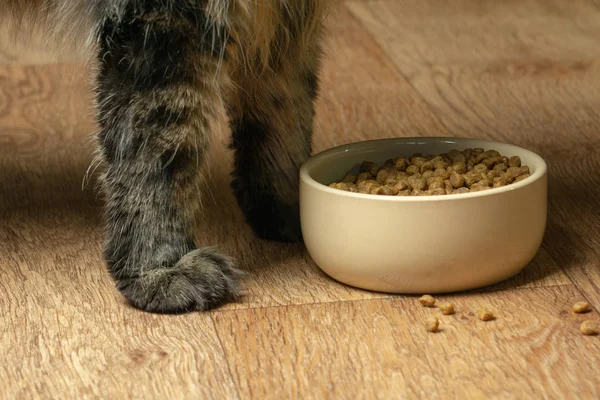 Лапи котів біля коричневої чаші їжі — стокове фото