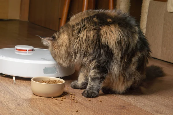 Пухнаста кішка бере їжу з пилососа — стокове фото