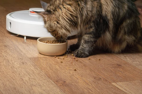 Кіт їсть з миски на фоні робота-пилососа — стокове фото
