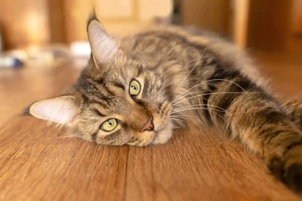 Мейн Кун кіт з зеленими очима лежить на дерев'яну підлогу — стокове фото