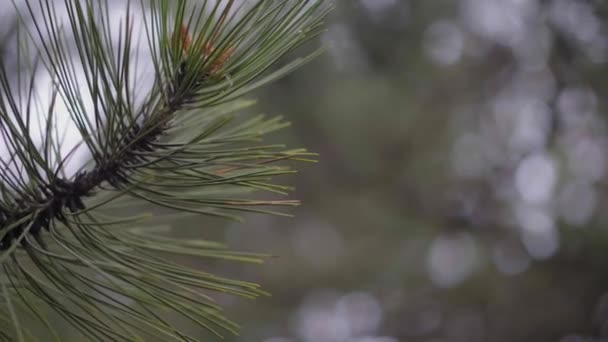 Forest, pine branch on the background of blurry trees. Soft focus, close up — Stock Video