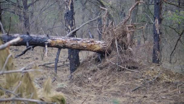 El huracán cayó de un árbol en un bosque después de un incendio. Incendio forestal — Vídeo de stock