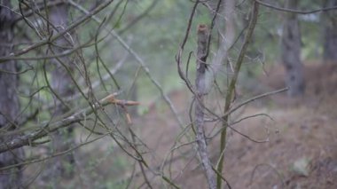 Yangından sonra ormanda kırılan dallar. Orman yangını.