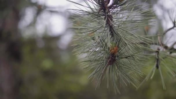 Foresta, ramo di pino con coni su uno sfondo di alberi sfocati. Concentrazione morbida, da vicino — Video Stock