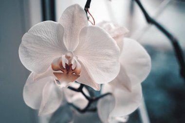 Beyaz orkide çiçeği yakın plan. Pencerede güzel bir orkide