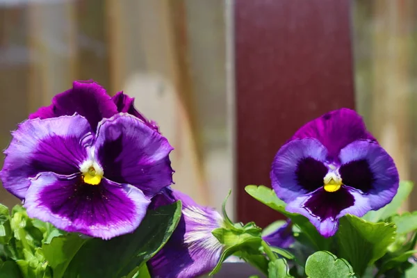Met Viola Een Mietje Twee Prachtige Paarse Bloemen — Stockfoto