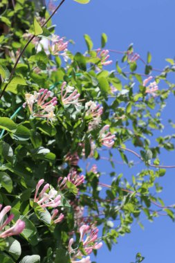 Güzel beyaz ve pembe çiçekler ve mavi gökyüzü