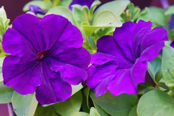Twee Paarse Petunia Bloemen — Stockfoto