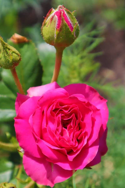 美しいピンクのバラとバド — ストック写真