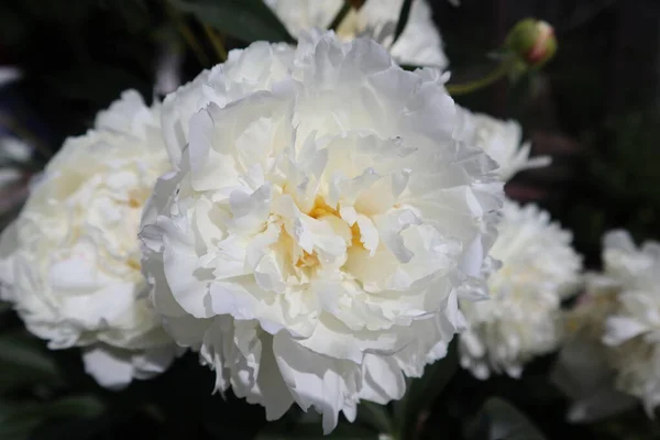 Piękny Biały Kwiat Piwonii — Zdjęcie stockowe