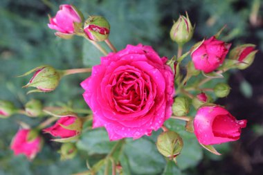 Pembe gül, pembe çiçek, pembe gül tomurcukları, yağmur damlaları