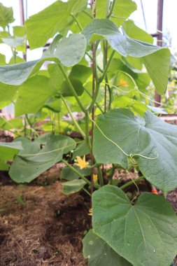 Serada salatalıklar, salatalık.