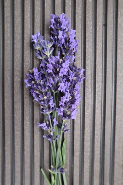 Lavender on grey background, lavender bouquet, purple lavender, lilac lavender, lavender flower, lavender on wooden background, beautiful lavender, flower background, flower landscape