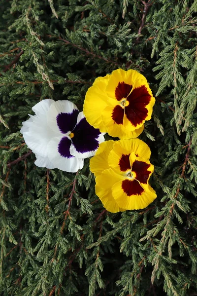 Schöne Blumen Stiefmütterchen Auf Dem Hintergrund Von Nadelbaum Viola Blumenhintergrund — Stockfoto