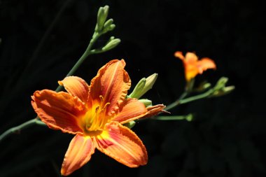 Siyah arka planda güzel turuncu zambak, çiçek manzarası