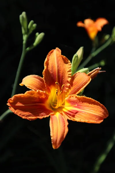 Hermosa Flor Naranja Sobre Fondo Negro Paisaje Flores —  Fotos de Stock