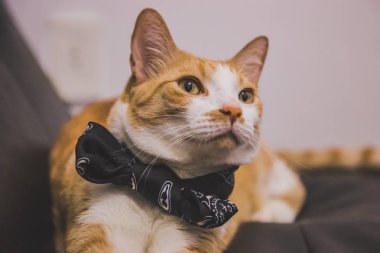 Papyon takan bir şirin kedi bu. Sessizce kanepede yatıyor.