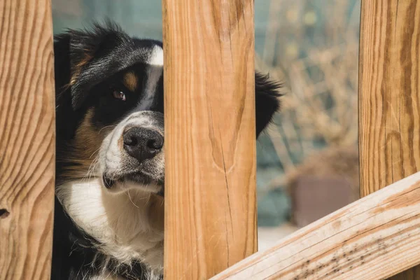 Een Berner Sennenhond Achter Een Hek Het Kan Worden Gezien Rechtenvrije Stockafbeeldingen