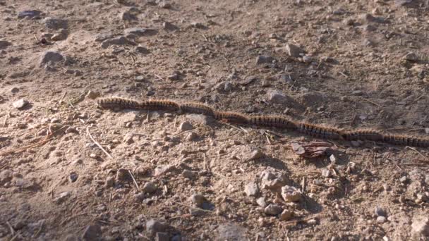 Row Processionary Caterpillars Traverses Field Caterpillars Follow One Other — Stock Video