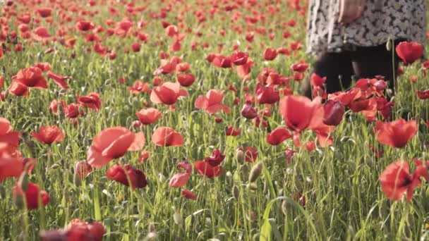 Een Meisje Steekt Een Veld Vol Poppy Bloemen Het Voorjaar — Stockvideo